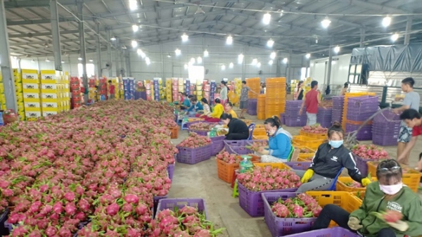 Bình Thuận: Các doanh nghiệp xuất khẩu thanh long sang thị trường Trung Quốc thuận lợi