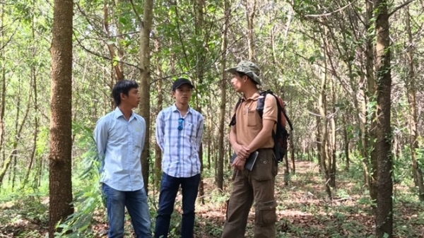 Phú Yên: Có 7 doanh nghiệp đầu tư vốn, công nghệ vào trồng rừng