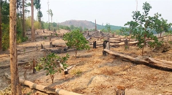 Gia Lai: Ban quản lý rừng chi sai cả tỷ đồng