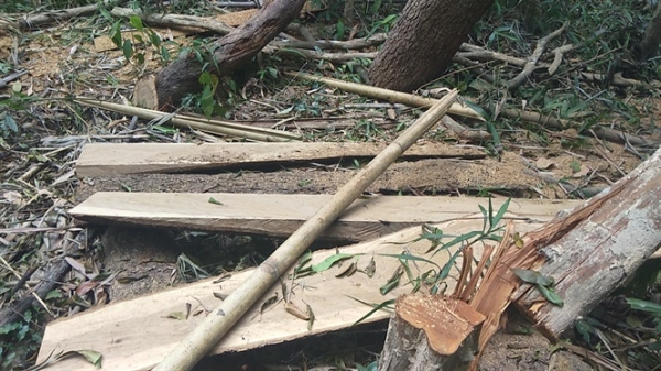 Vụ tàn sát rừng ở Krông Pa: Ai chịu trách nhiệm?