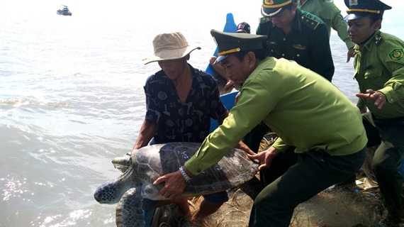 Ngư dân Cà Mau bắt được cá thể rùa biển quý hiếm