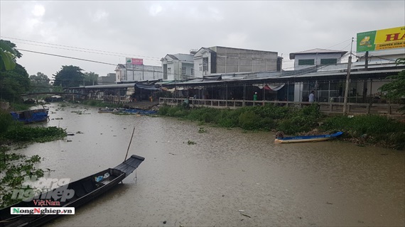 Bạc Liêu: Xuất hiện cơn mưa vàng những ngày nghỉ lễ