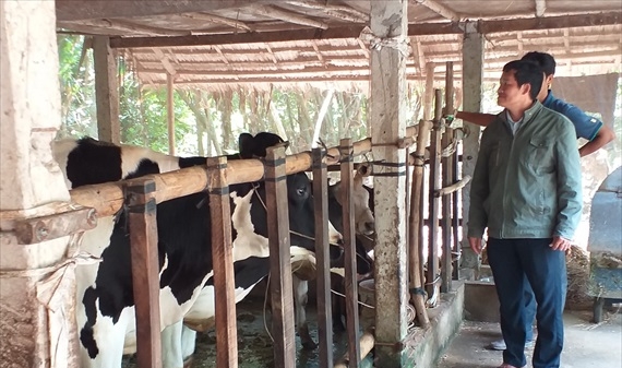 Bến Tre: Phê duyệt mô hình nuôi bò sinh sản giảm nghèo