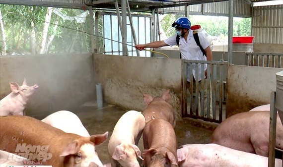 Cà Mau: Tiêu hủy gần 1.020 con lợn nhiễm dịch tả lợn Châu Phi