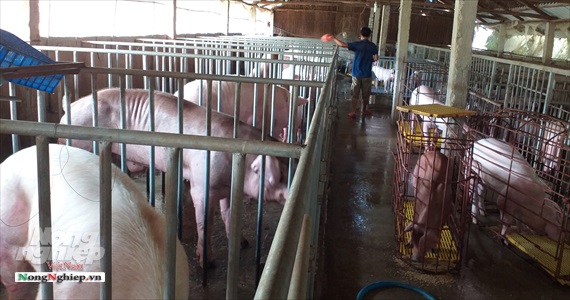 Bạc Liêu phấn đấu nâng cao hiệu quả trong chăn nuôi lợn