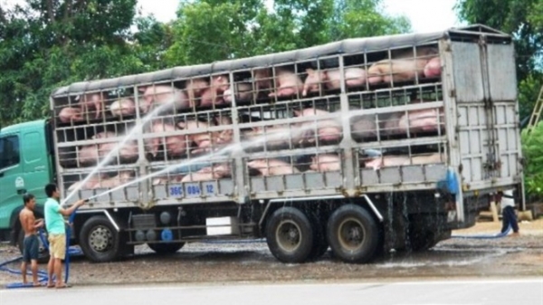 Huyện Kỳ Anh đình chỉ các dịch vụ tắm lợn
