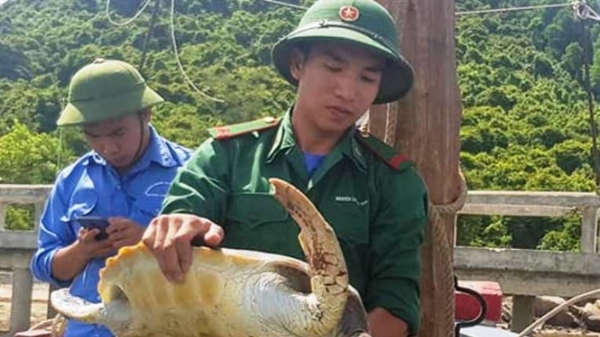 Hà Tĩnh: Rùa nặng 18kg được thả về môi trường tự nhiên