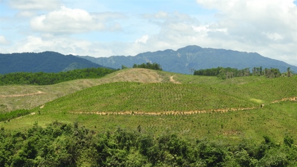 Hà Tĩnh: Đề xuất điều chỉnh quy hoạch 3 loại rừng