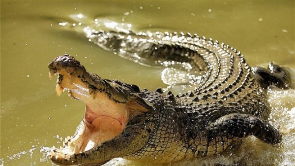 Dân hoảng hồn phát hiện cá sấu bơi dưới sông