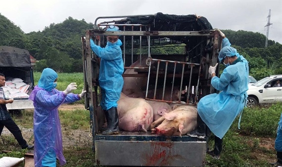 Thanh Hóa: Bắt xe tải chở 8 con lợn nái xuất phát từ vùng dịch