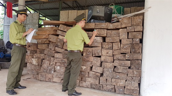 Gần 100 phách gỗ mun được phát hiện