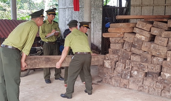 Khởi tố vụ án phá rừng gỗ quý ở Phong Nha - Kẻ Bàng