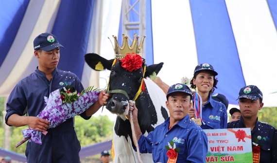600 “triệu phú” nuôi bò sữa trên cao nguyên Mộc Châu