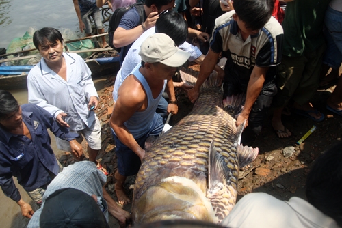 Cận cảnh con cá hô khổng lồ bán được gần 200 triệu đồng tại Sài Gòn
