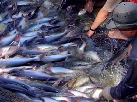Việt Nam phản đối Mỹ áp thuế chống bán phá giá lên cá da trơn