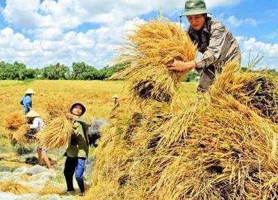Người trồng lúa đang ở gần với ngưỡng nghèo