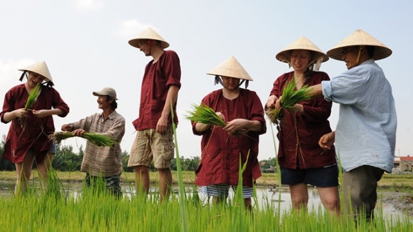 Vì sao lúa gạo Việt Nam 'rẻ mạt' đến thế?
