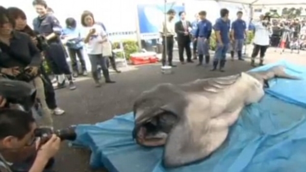 Bắt được con cá mập 'ngoài hành tinh' cực hiếm ở Nhật Bản