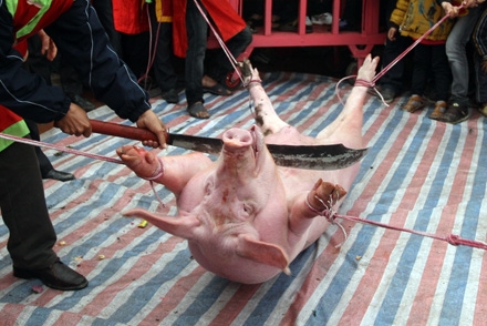 Dân Ném Thượng, Bắc Ninh muốn giữ tục chém lợn