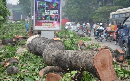 Chủ tịch Hà Nội: 'Không hề có chiến dịch chặt hạ 6.700 cây xanh'
