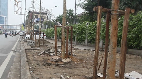 Ai quyết định trồng cây mỡ trên đường Nguyễn Chí Thanh, Hà Nội?