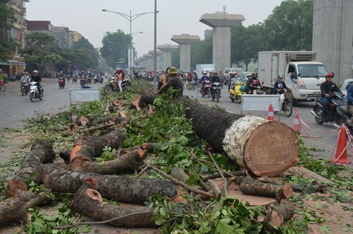 Chủ tịch Hà Nội: ‘Thiếu sót trong thay thế cây xanh là bài học đắt giá’