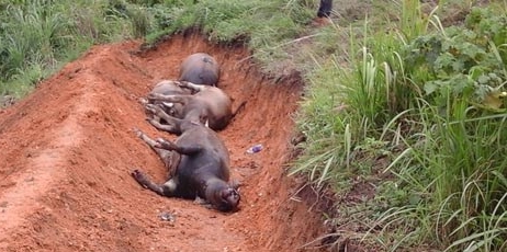 19 con trâu chết hàng loạt tại thôn Khuổi Dò, Hà Giang do sét đánh