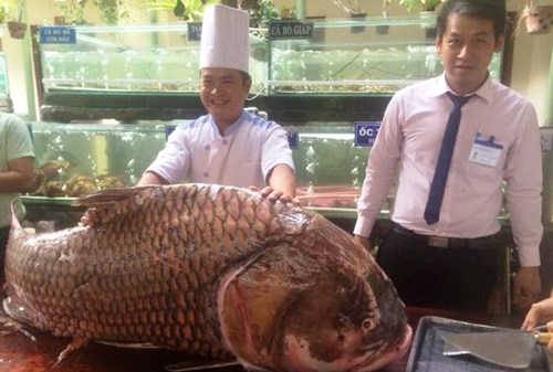 Ngư dân An Giang bắt được cá hô 'khủng', bán gần nửa tỷ đồng