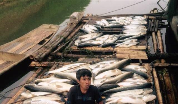 Vụ cá chết trên sông Bưởi: Xử phạt Cty Mía đường Hòa Bình 480 triệu đồng