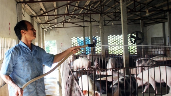 Người đầu tiên ở Nam Định nuôi lợn sạch bằng thảo dược quy mô lớn