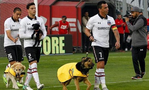 Đội bóng Chile dẫn chó ra sân để làm linh vật