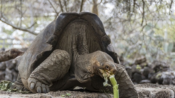 Khôi phục thành công rùa khổng lồ đã tuyệt chủng trên đảo Galápagos