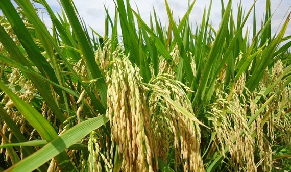 Bộ giống lúa thích ứng biến đổi khí hậu tại ĐBSCL