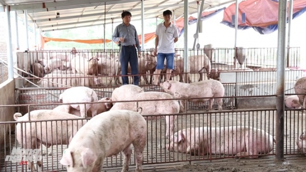 [Clip] Mục sở thị công nghệ nuôi lợn chuồng sàn