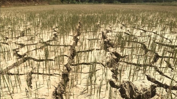 20.000 ha cây trồng hạn hán, 32.000 hộ thiếu nước sinh hoạt