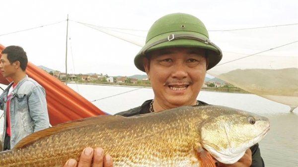 Quảng Bình: Bắt được cá sủ vàng 7 kg trên sông Gianh