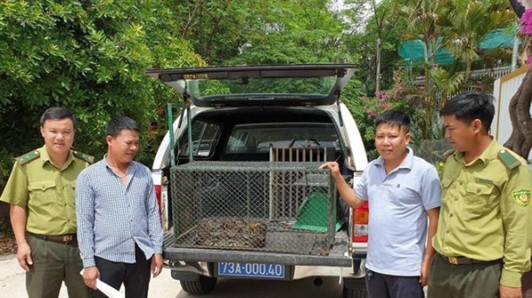 Quảng Bình: Bắt được trăn gấm quý hiếm dài 4m ở khu dân cư