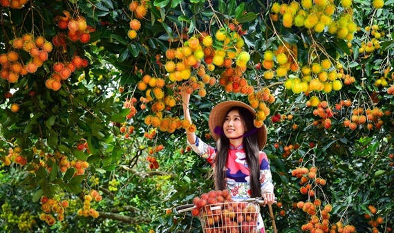 Lễ hội trái cây Long Khánh 2019