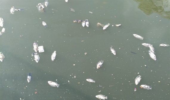 Giảm đàn phòng ngừa sự cố cá chết hàng loạt trên kênh Nhiêu Lộc - Thị Nghè