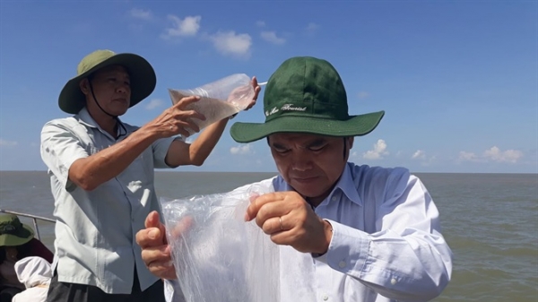 Cà Mau: Gần 3 triệu con tôm giống thả về biển