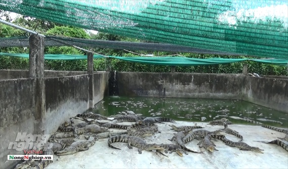 Trang trại cá sấu lớn nhất miền Tây, thu hơn 40 tỷ đồng/năm
