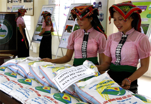 Chính phủ hỗ trợ tỉnh Hòa Bình 353 tấn hạt giống