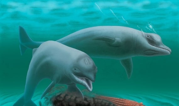 Phát hiện loài hóa thạch cá heo 'mini' không răng cách đây 30 triệu năm