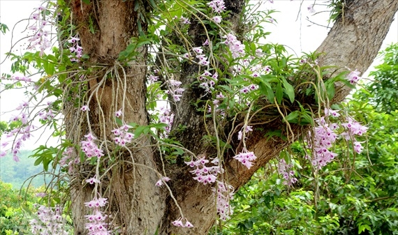Vườn lan cổ thụ tiền tỷ ở Tuyên Quang