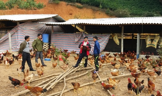 Tuyên Quang: Hiệu quả nuôi gà an toàn sinh học