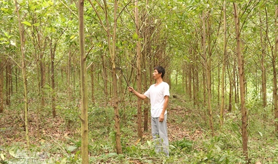 Tuyên Quang: Mỗi năm trồng hơn 1.000 ha rừng chất lượng cao