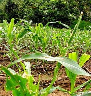 Tuyên Quang: 112 ha ngô bị sâu keo mùa thu gây hại