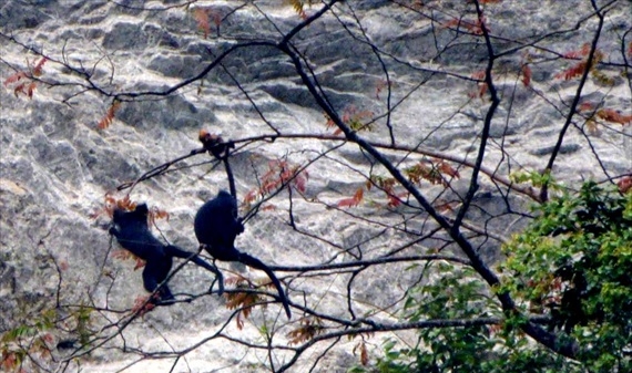 Tuyên Quang: Phát hiện thêm 31 cá thể voọc đen má trắng