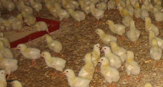 Hậu Giang: Tập huấn nuôi gà trên đệm lót sinh học