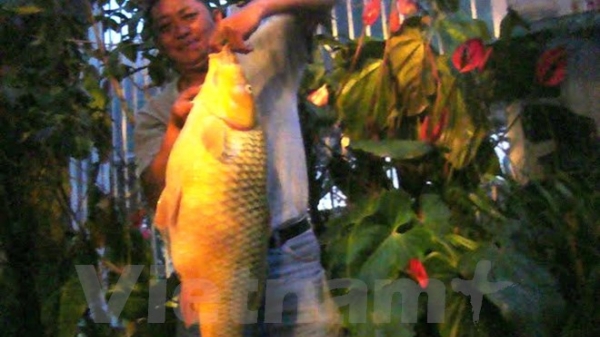 Bắt được cá chép vàng khổng lồ nặng hơn 10kg